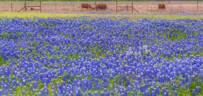 Bluebonnets and Cattle