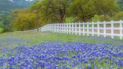 Bluebonnets and a White Wood Fence