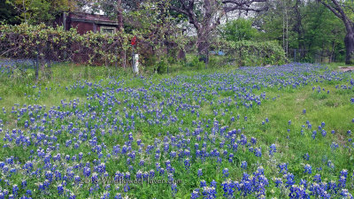 Bluebonnets and Shack