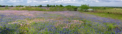 Phone Pano of Field of Bluebonnets