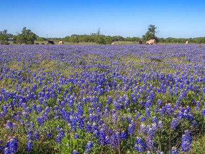 Bluebonnet Field and Cows