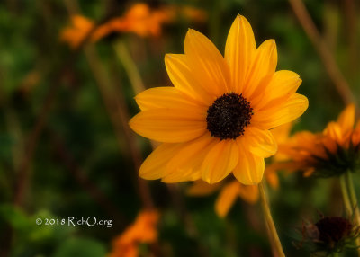 Prairie Sunflower Profile