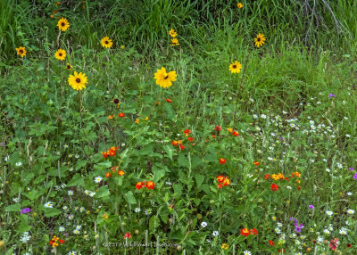 Wildflower Diversity