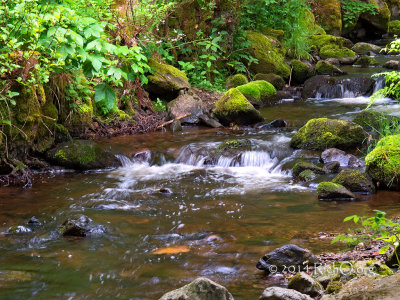 Black Forest Ravenna Trail Stream