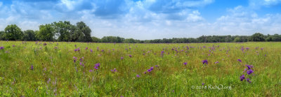 Bluebell Field Panorama