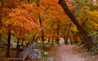 Fall in Love Along This Trail
