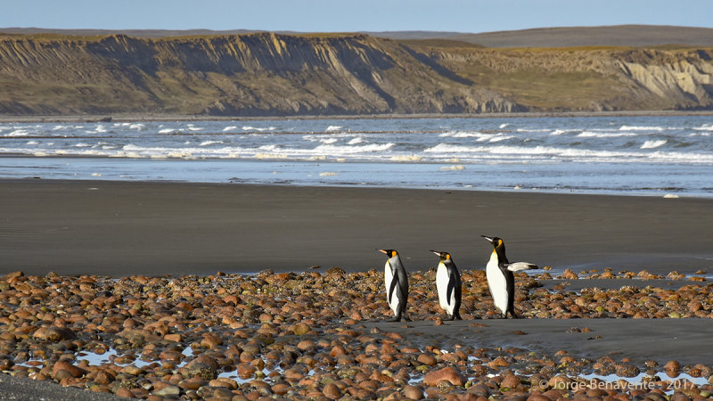 Pinguino Rey, Estancia 3 Hermanos, Tierra del Fuego, Chile