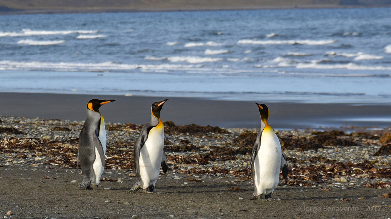 Pinguino Rey, Estancia 3 Hermanos, Tierra del Fuego, Chile