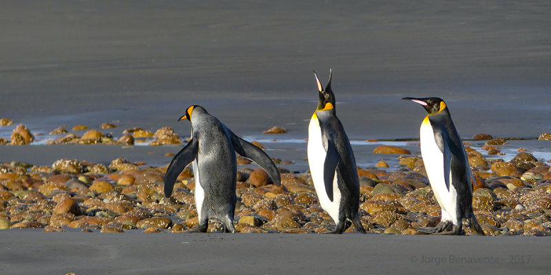 Pinguino Rey, Estancia 3 Hermanos, Tierra del Fuego, Chile