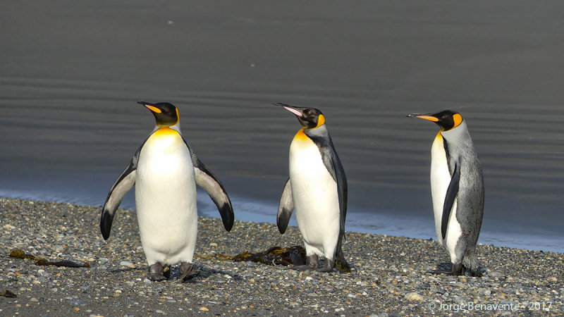 Pinguino Rey, Estancia 3 Hermanos, Tierra del Fuego, Chile