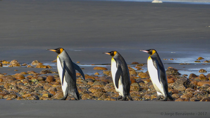 Pinguino Rey, Estancia 3 Hermanos, Tierra del Fuego, Chile