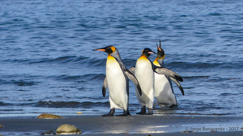 Pinguino Rey, Estancia 3 Hermanos, Tierra del Fuego, Chile