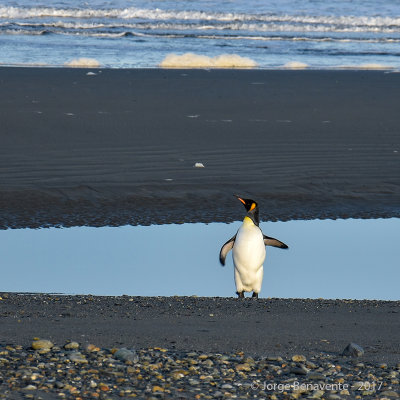 Pinguino Rey, Estancia 3 Hermanos, Tierra del Fuego, Chile