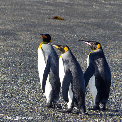 Pinguino Rey, Estancia 3 Hermanos, Tierra del Fuego, Chile