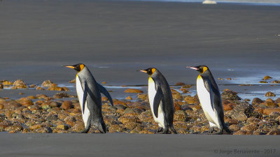 Pinguino Rey, Estancia 3 Hermanos, Tierra del Fuego, Chile