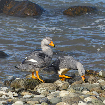 Pato Quetru no volador, Tierra del Fuego, Chile