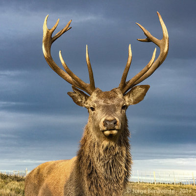 Ciervo rojo, Tierra del Fuego, Chile