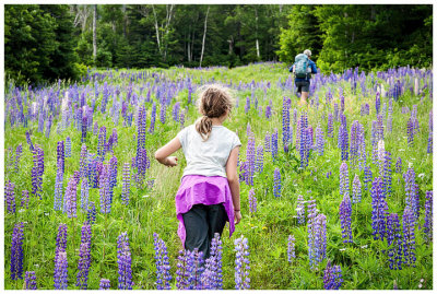 Hiking through the lupines