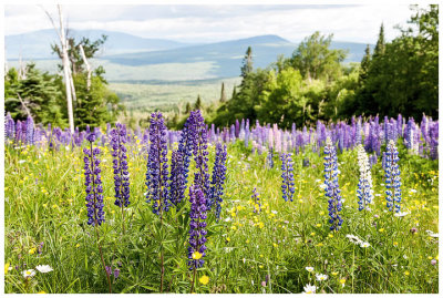 Lupines with a view