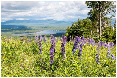 Lupines with a view