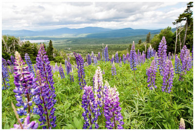 Back to the lupines