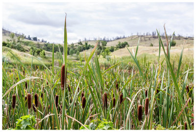 Cattails