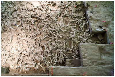 Huge collection of bison antiquus bones