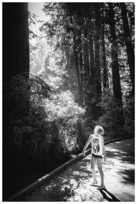 Muir Woods