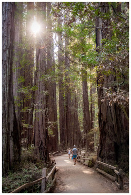 Muir Woods