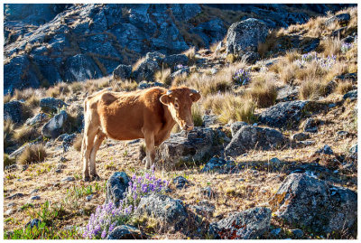 The cows loved our campsites