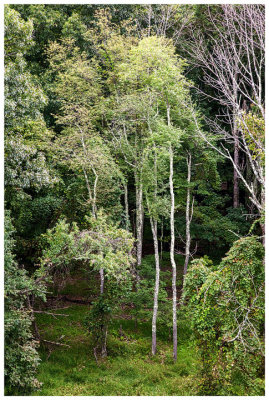 Ashokan Reservoir trees