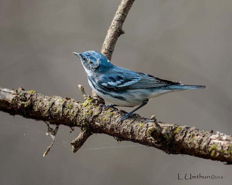 Cerulean Warbler