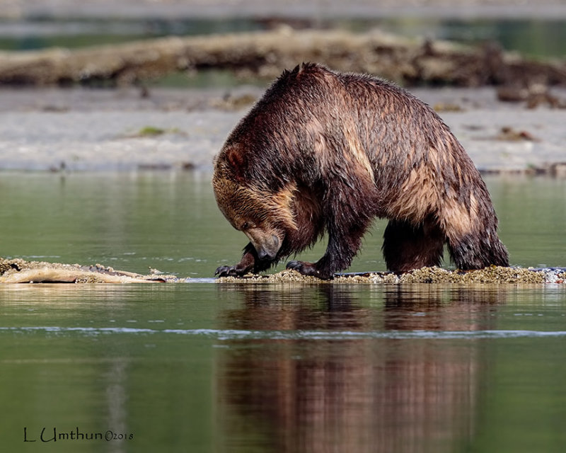 Brown Bear