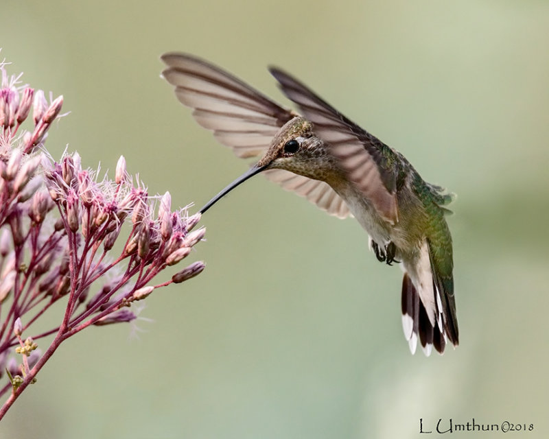 Rufous Hummingbird