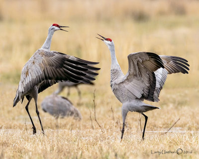 Sandhill Cranes