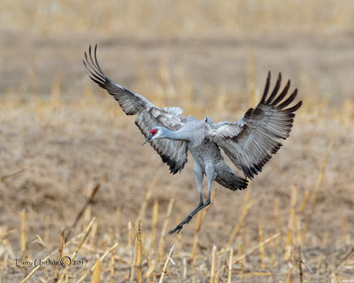 Sandhill Crane