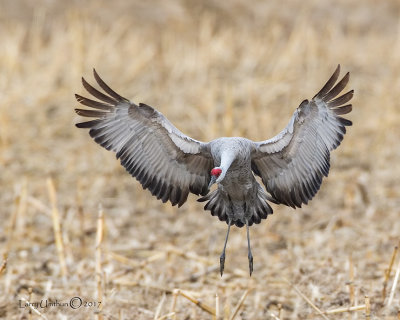 Sandhill Crane