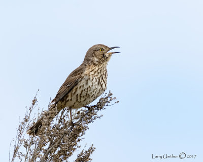 Sage Thrasher