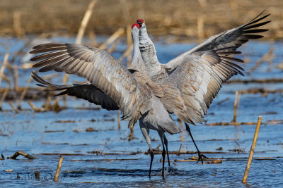 Sandhill Cranes