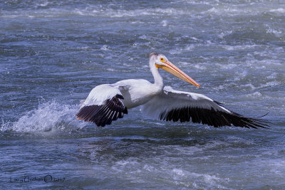 American White Pelican