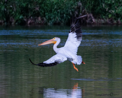 Gulls, Terns & Pelican