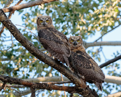 Great Horned Owl fledgings