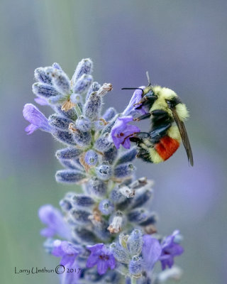 Hunt's Bumblebee