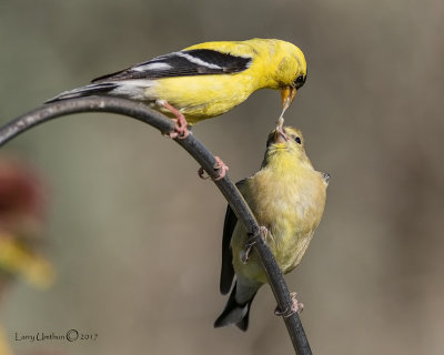 American Goldfinch with fledging