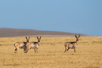 Pronghorn Antelope