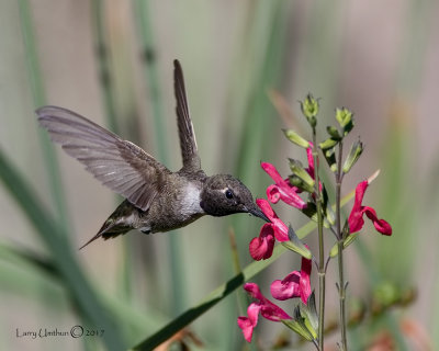 Black-chinned Hummingbird