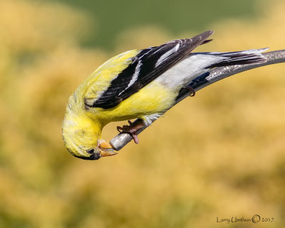 American Goldfinch