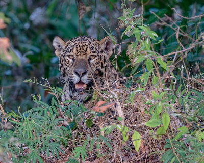 Brazil's Pantanal 2017