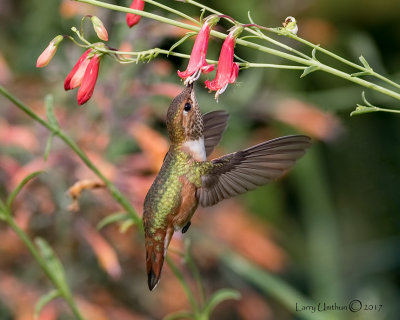 Rufous Hummingbird - female
