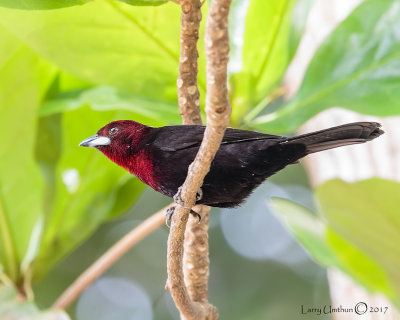 Silver-beaked Tanager